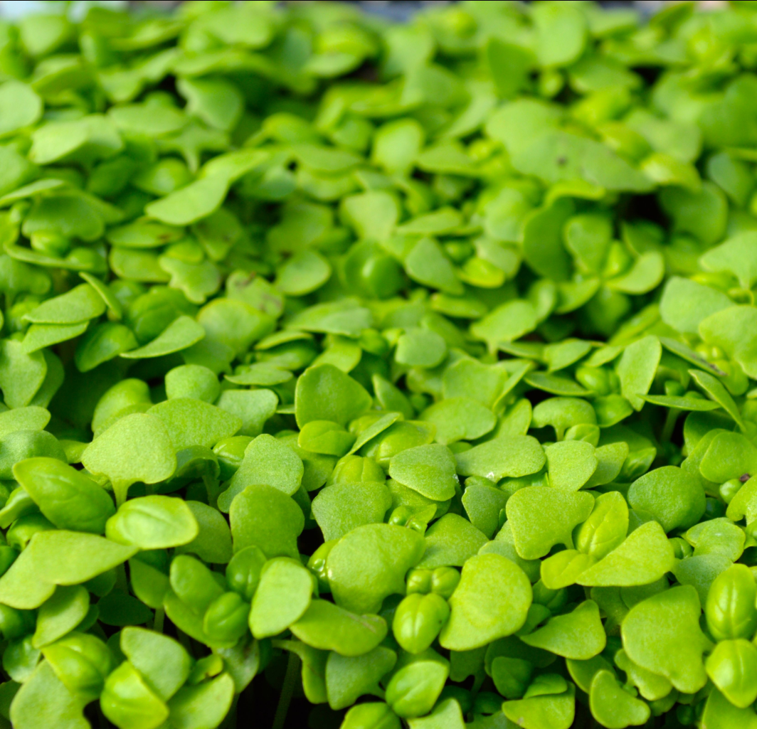 genovese-basil-microgreens-market-wagon-online-farmers-markets